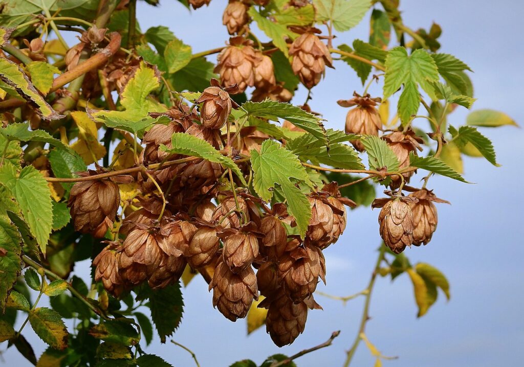 Heerlijk slapen op hopbellen 3