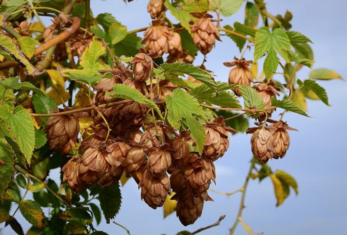 Heerlijk slapen op hopbellen 3