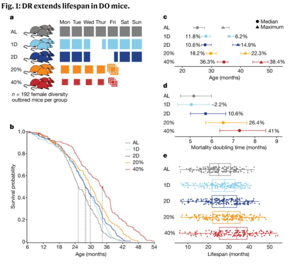 a, The study design: 960 female DO mice were randomized to one of five diet intervention groups: ad libitum (AL); one day (1D) or two consecutive days (2D) per week fasting; or CR at 20% (20%) or 40% (40%) of estimated adult food intake. b, Kaplan–Meier survival curves by diet group. The dashed lines indicate the median lifespan. Censoring events are indicated by an ‘X’. c, Kaplan–Meier estimates of median (50% mortality) and maximum (90% mortality) lifespan by diet group, showing the percentage change relative to AL and the 95% confidence intervals (computed using R/survfit). n = 937 mice. d, Mortality doubling times estimated from a Gompertz log-linear hazard model, showing the percentage change relative to AL and the 95% confidence intervals (computed using R/flexsurvreg). n = 937 mice. e, Individual mouse lifespans (points) within diet groups. n = 188 (AL), n = 188 (1D), n = 190 (2D), n = 189 (20%) and n = 182 (40%). The box plots show the median lifespan (centre line), quartiles (box limits) and range (whiskers).