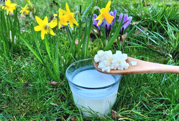 Rauwmelkse kefir tegen allergie 12