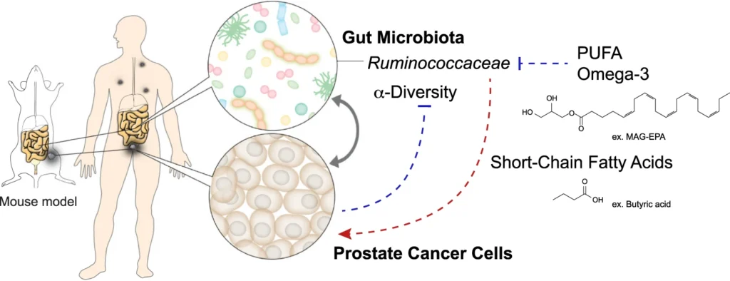 Wisselwerking tussen darmbacteriën en prostaatkanker met een rol voor visolie 4