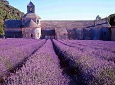 Angstremmer lavendel onder de loep 7