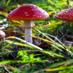 Zelf plukken paddenstoelen linke bezigheid 17