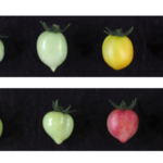 Transgene tomaten? Gentechindustrie aan de haal met pigment uit rode bieten 14